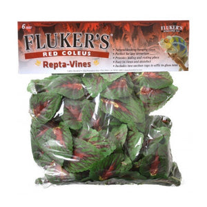 Flukers Red Coleus Plant
